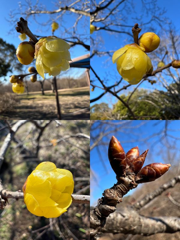 ロウバイと河津桜のつぼみ