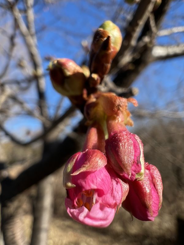 開花間近の河津桜