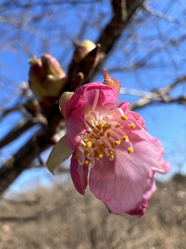 河津桜開花