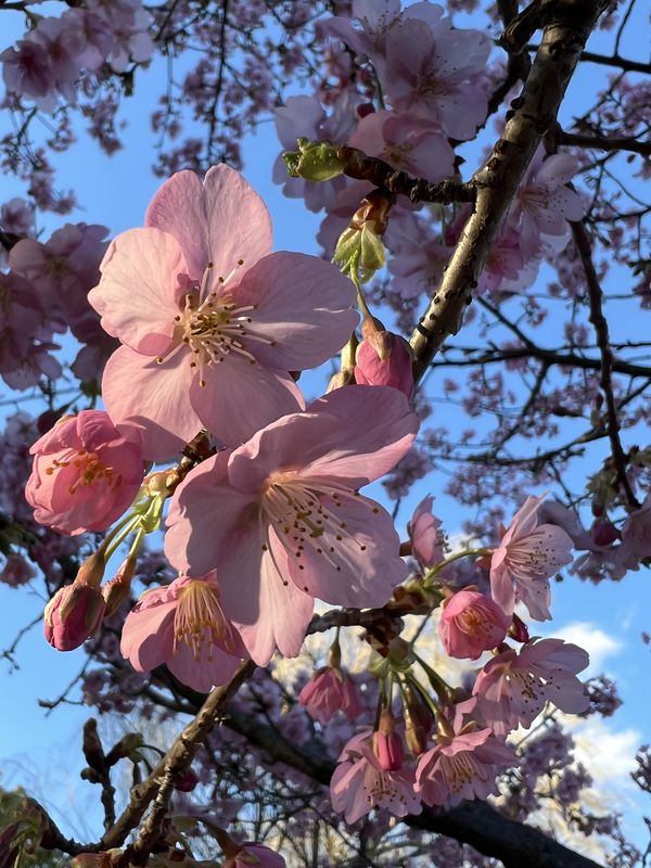 河津桜