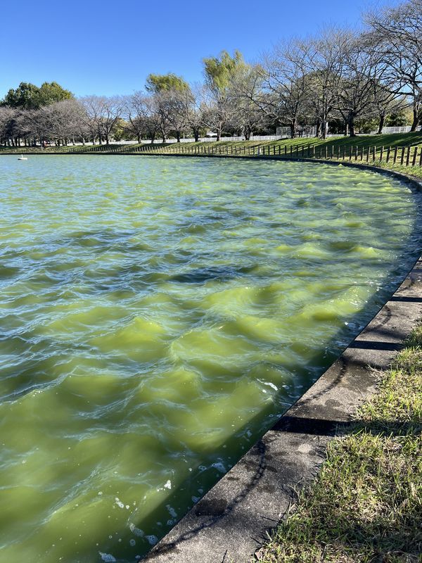 噴水の池