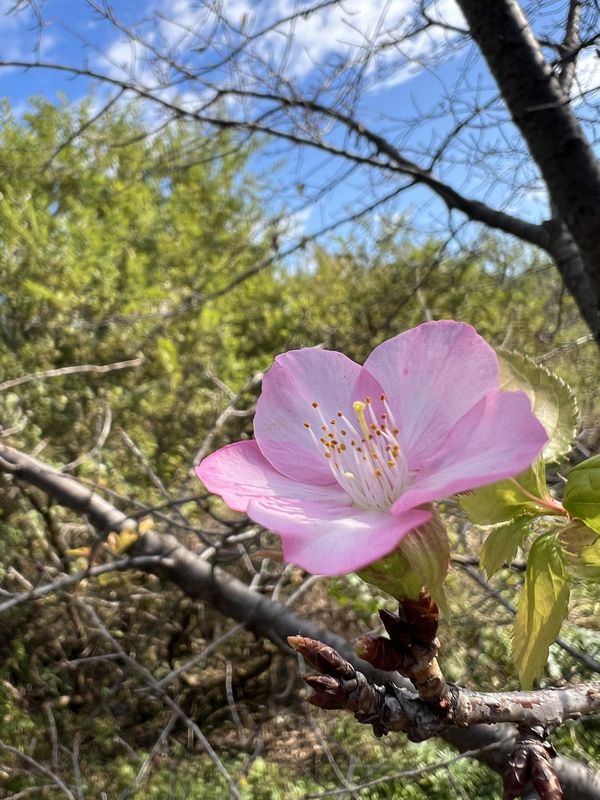 河津桜