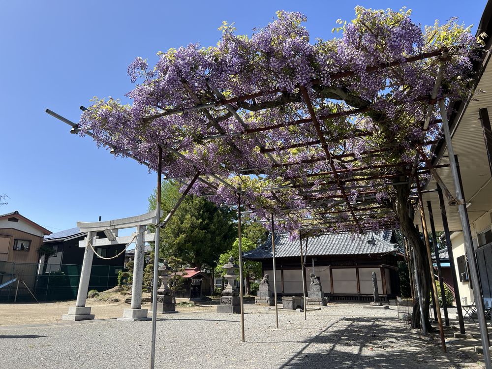 川崎神社の藤棚