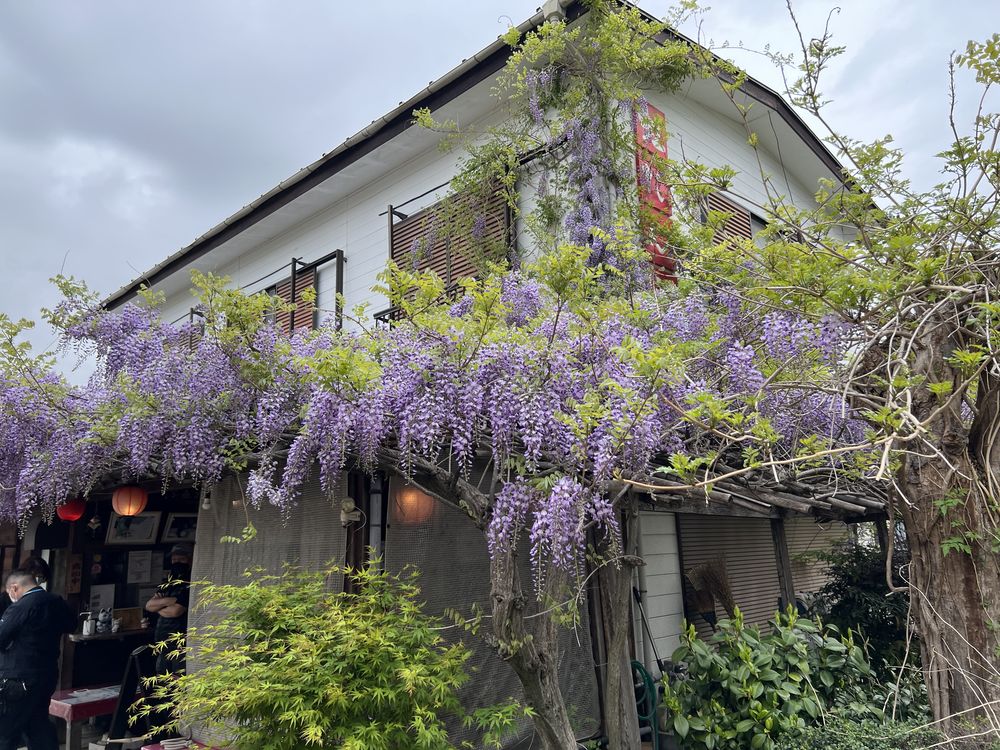 虹だんご本店の藤棚