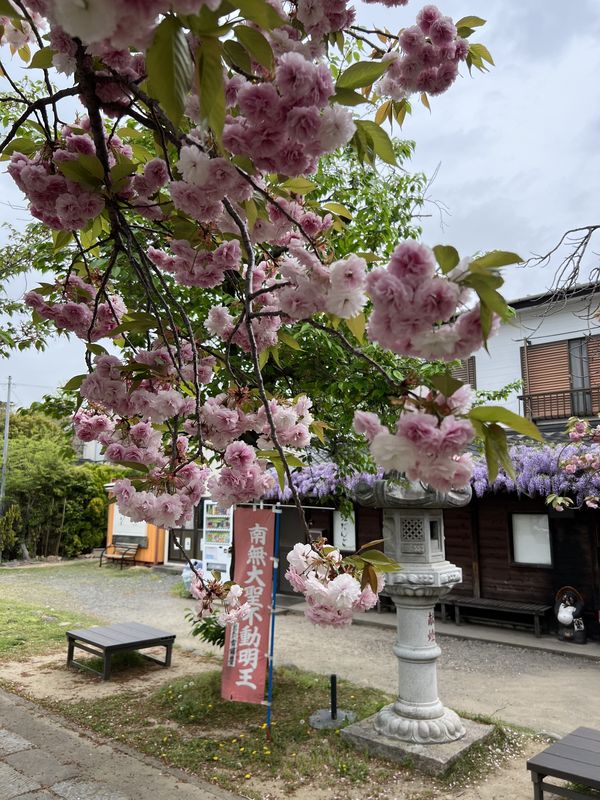 里桜と藤