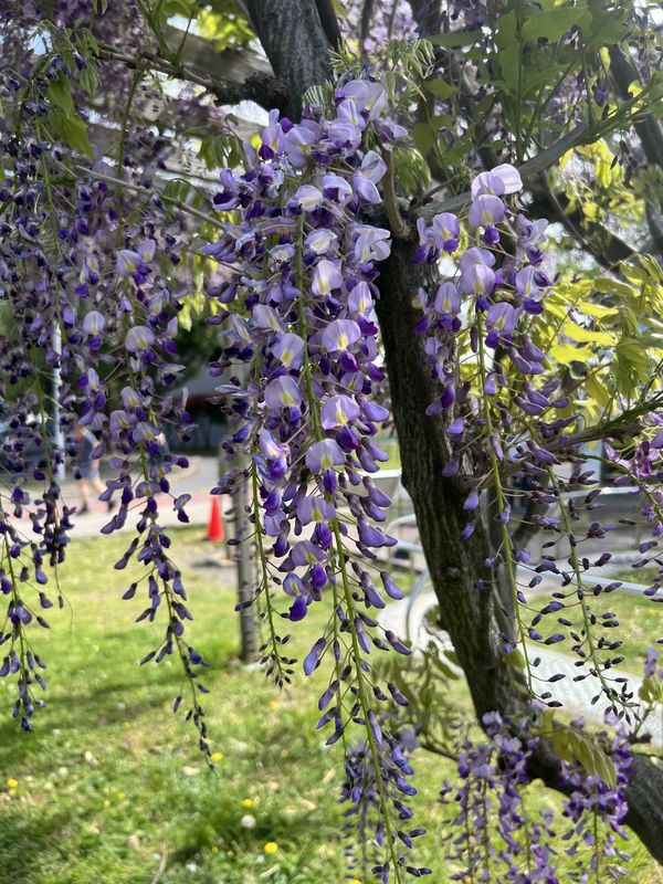 艶やかな藤の花