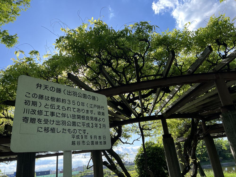 出羽公園・弁天の藤