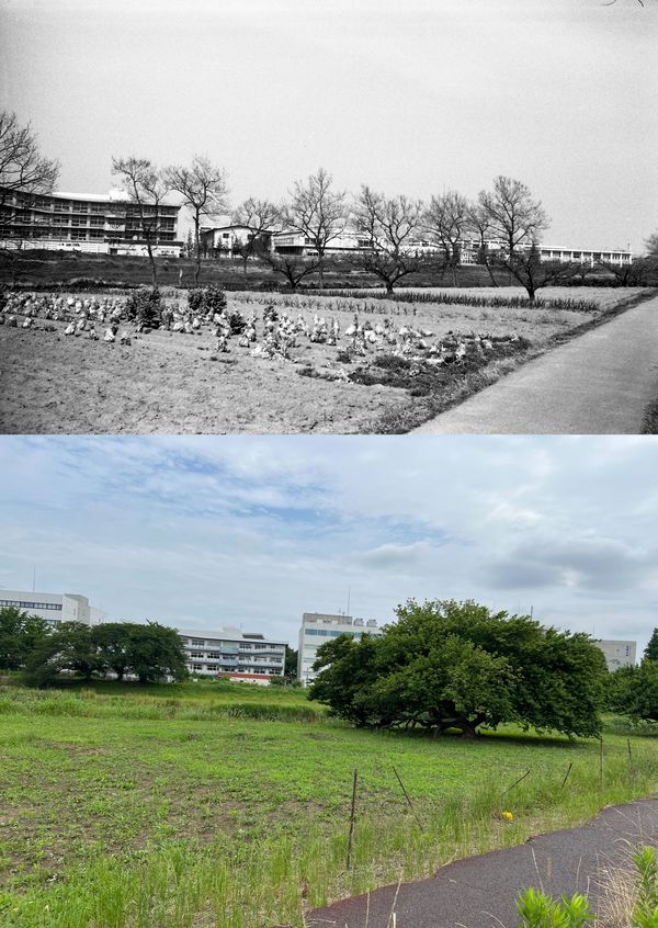 文教大学の今昔