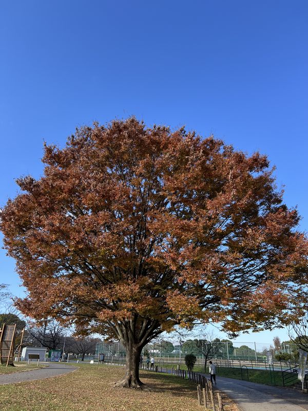 冒険広場｜紅葉