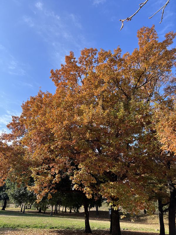 自由広場｜紅葉