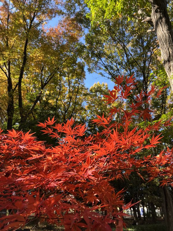 万葉公園｜紅葉