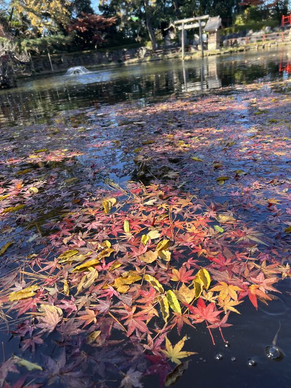 神池｜紅葉の落葉