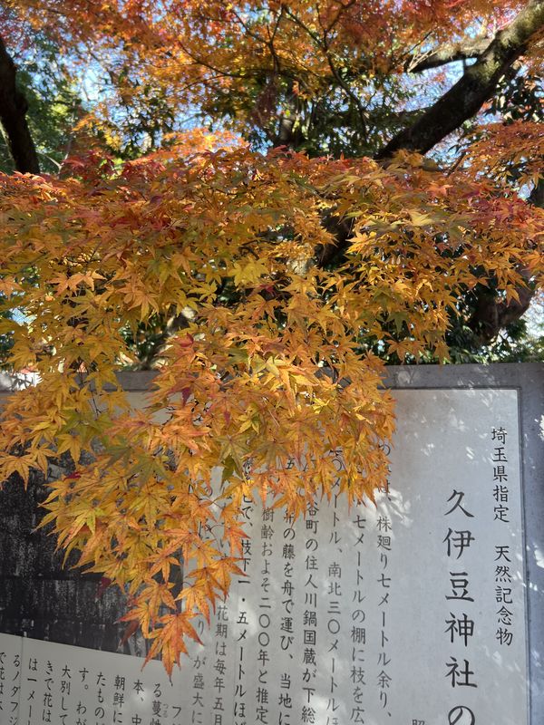 「久伊豆神社の藤」案内板｜黄葉