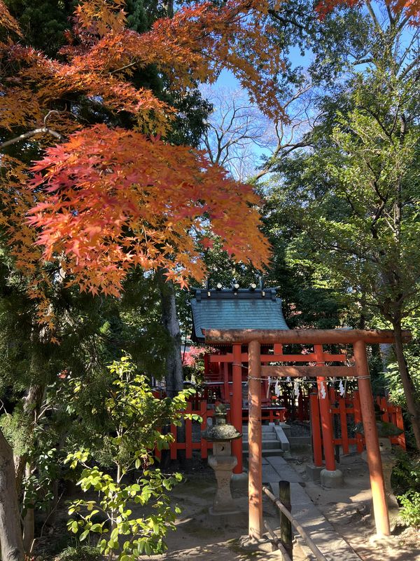 埼玉稲荷神社｜黄葉