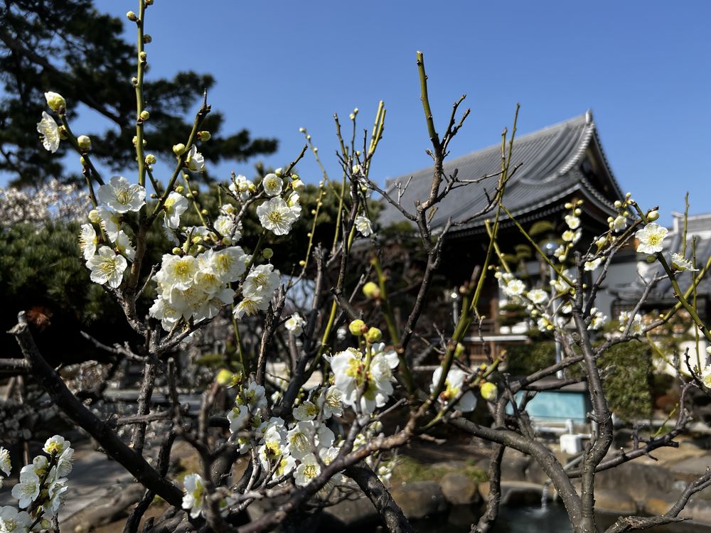 北越谷・浄光寺の見頃を迎えた梅と境内の風景。石仏・句碑…
