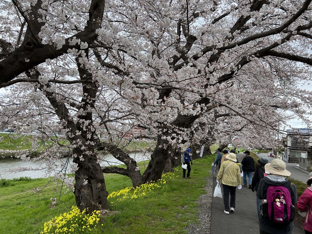 観光ぶらっとこしがやに参加。桜咲く北越谷元荒川堤周辺を巡った