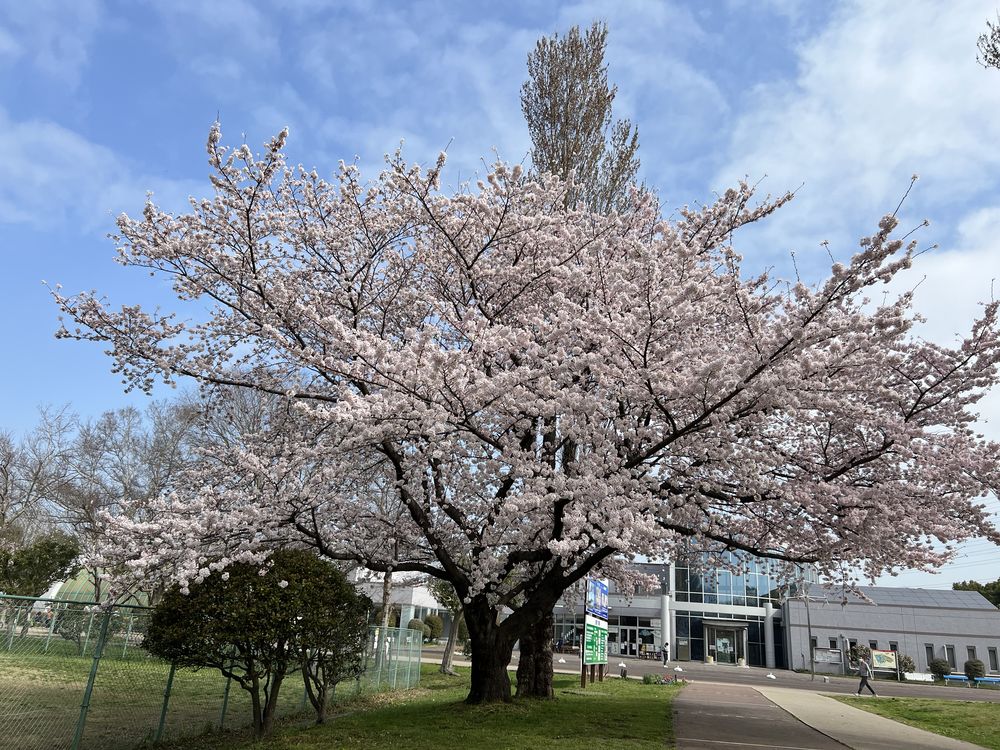満開の桜｜県民健康福祉村