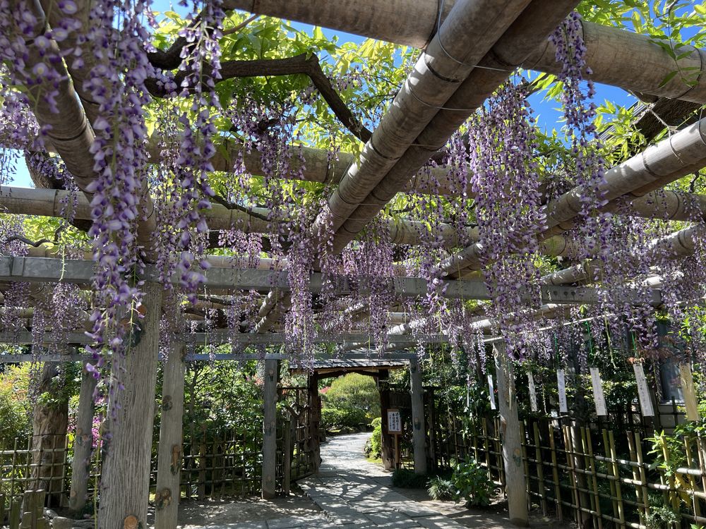 越ヶ谷久伊豆神社の藤棚