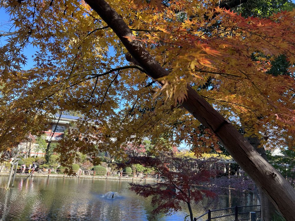 久伊豆神社・神池の黄葉