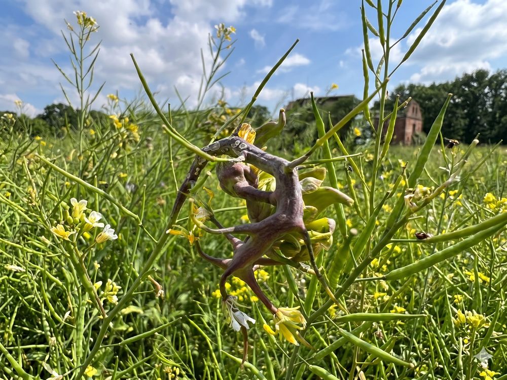 菜の花の虫こぶ（北越谷元荒川堤）