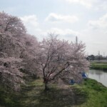 里桜