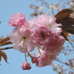 里桜