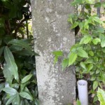 馬頭観音塔|文化7年(1810) 馬頭観音塔|文化7年(1810)