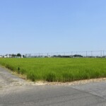 水田 水田