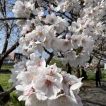 桜 桜