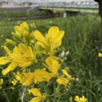 菜の花 菜の花