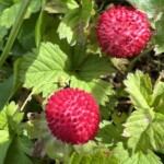 ヘビイチゴ ヘビイチゴ