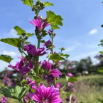 タチアオイ タチアオイ