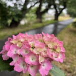 アジサイ アジサイ