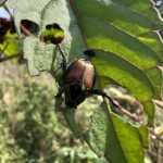 コガネムシ コガネムシ