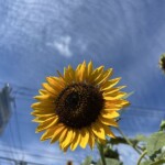 ヒマワリ ヒマワリ