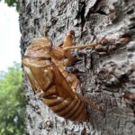 セミの抜け殻 セミの抜け殻