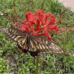 彼岸花とアゲハチョウ 彼岸花とアゲハチョウ