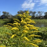 セイタカアワダチソウ セイタカアワダチソウ