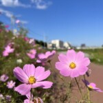 コスモス コスモス