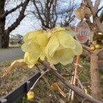 ロウバイ ロウバイ