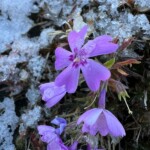 雪と芝桜 雪と芝桜