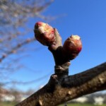 梅のつぼみ 梅のつぼみ