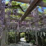 久伊豆神社の藤棚 久伊豆神社の藤棚