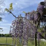 県民健康福祉村の藤 県民健康福祉村の藤