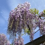 青空と藤 青空と藤