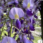 艶やかな藤花 艶やかな藤花