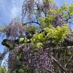 樹勢旺盛 樹勢旺盛