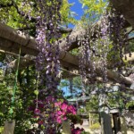 藤とツツジ 藤とツツジ