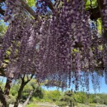 花田苑の藤 花田苑の藤