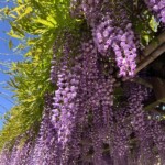 満開の藤 満開の藤